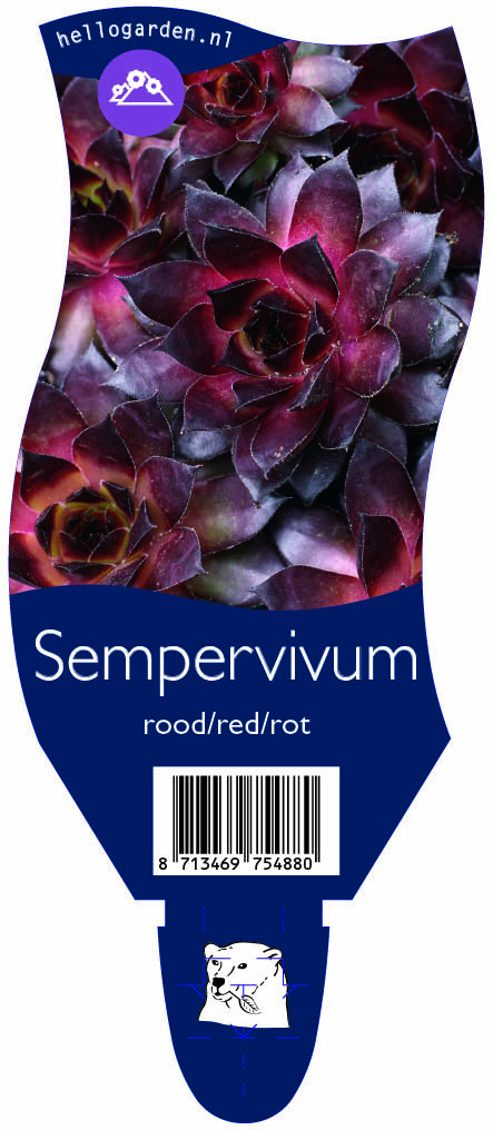 Sempervivum rood/red/rot ; P11