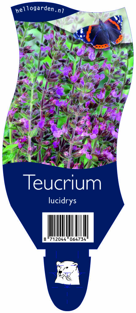 Teucrium lucidrys ; P11