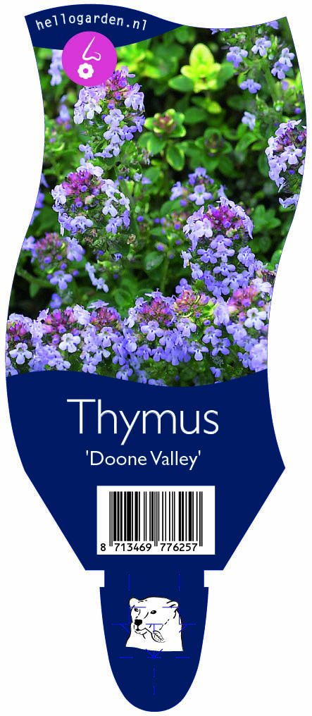 Thymus 'Doone Valley' ; P11