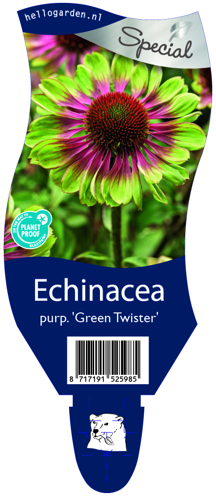 Echinacea purp. 'Green Twister' ; P11