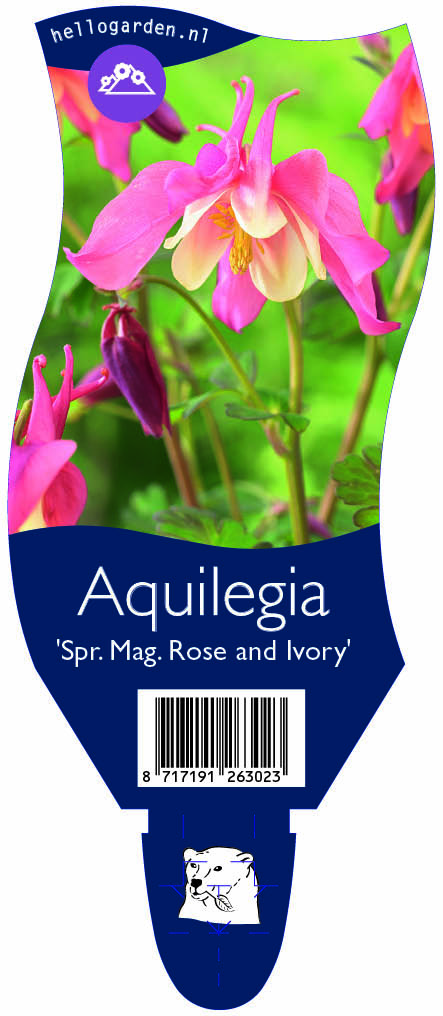 Aquilegia 'Spr. Mag. Rose and Ivory' ; P11
