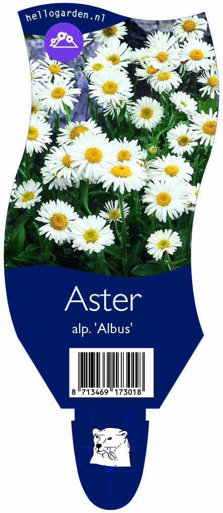 Aster alp. 'Albus' ; P11