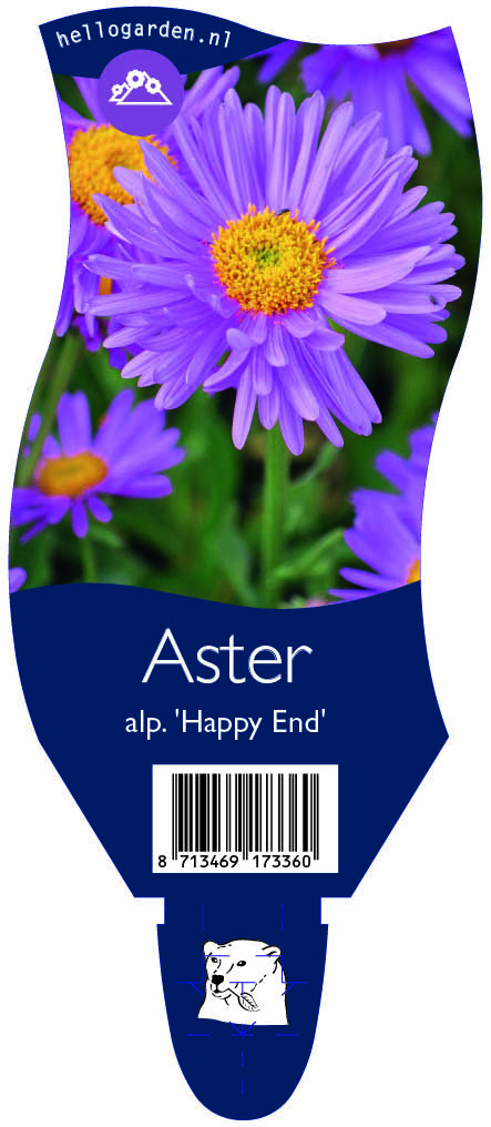 Aster alp. 'Happy End' ; P11