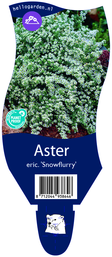 Aster eric. 'Snowflurry' ; P11