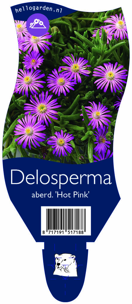 Delosperma aberd. 'Hot Pink' ; P11