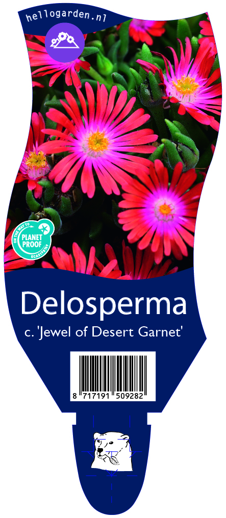 Delosperma c. 'Jewel of Desert Garnet' ; P11