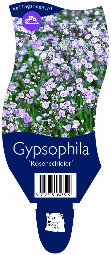 Gypsophila 'Rosenschleier' ; P11
