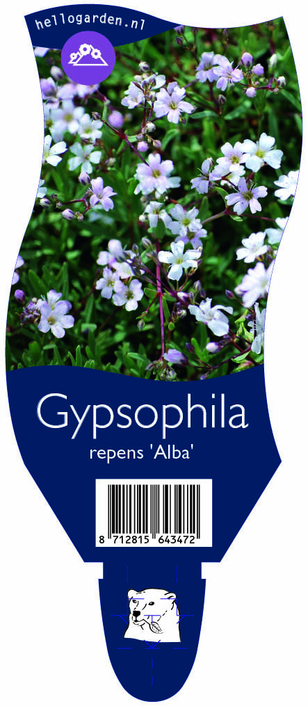 Gypsophila repens 'Alba' ; P11