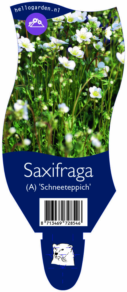 Saxifraga (A) 'Schneeteppich' ; P11