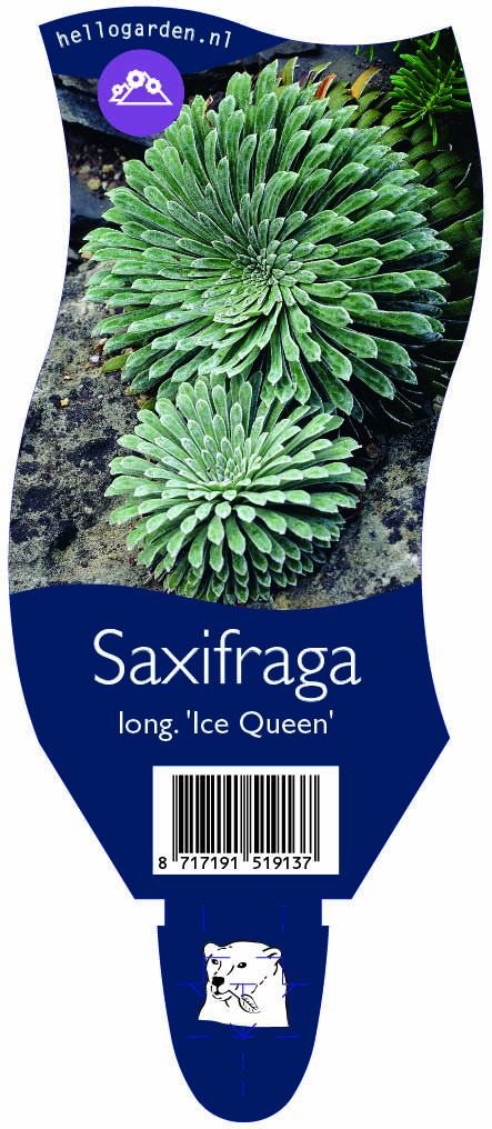 Saxifraga long. 'Ice Queen' ; P11