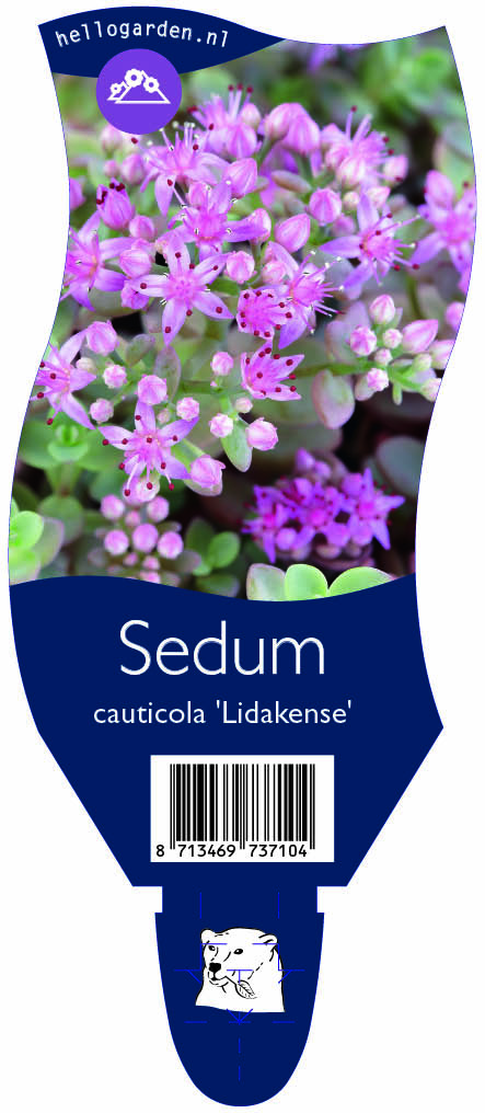 Sedum cauticola 'Lidakense' ; P11