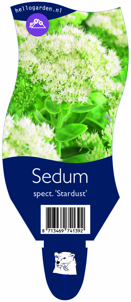 Sedum spect. 'Stardust' ; P11