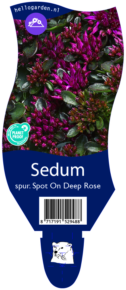 Sedum spur. Spot On Deep Rose ; P11