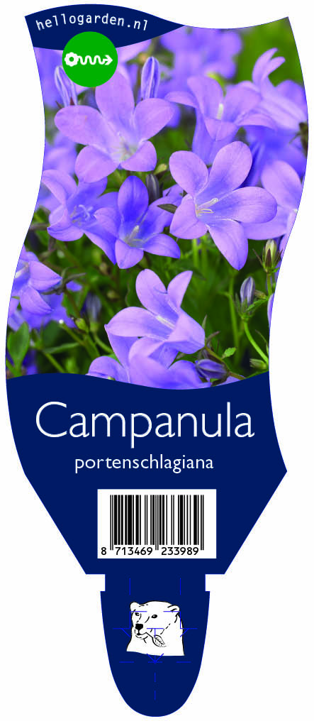 Campanula portenschlagiana ; P11