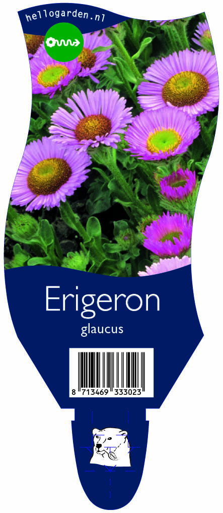 Erigeron glaucus ; P11