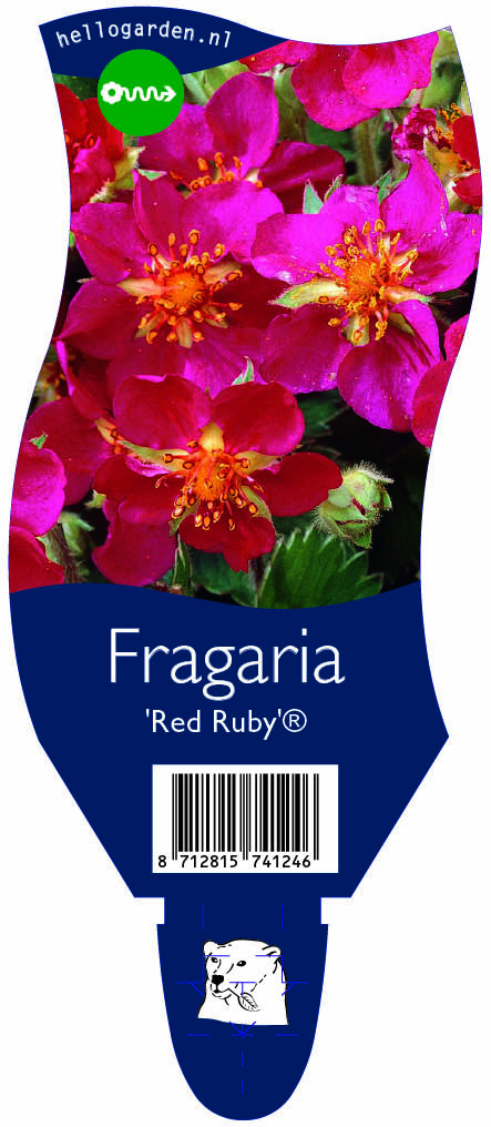 Fragaria 'Red Ruby'® ; P11