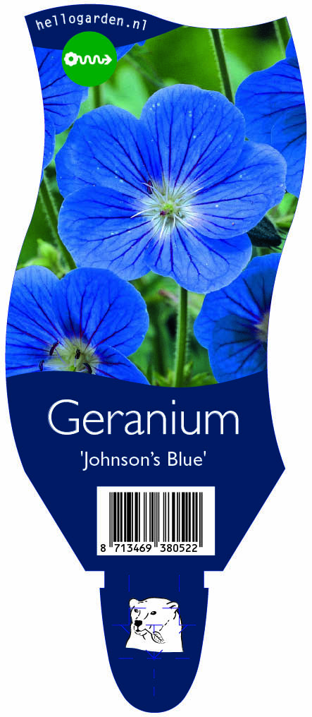 Geranium 'Johnson’s Blue' ; P11