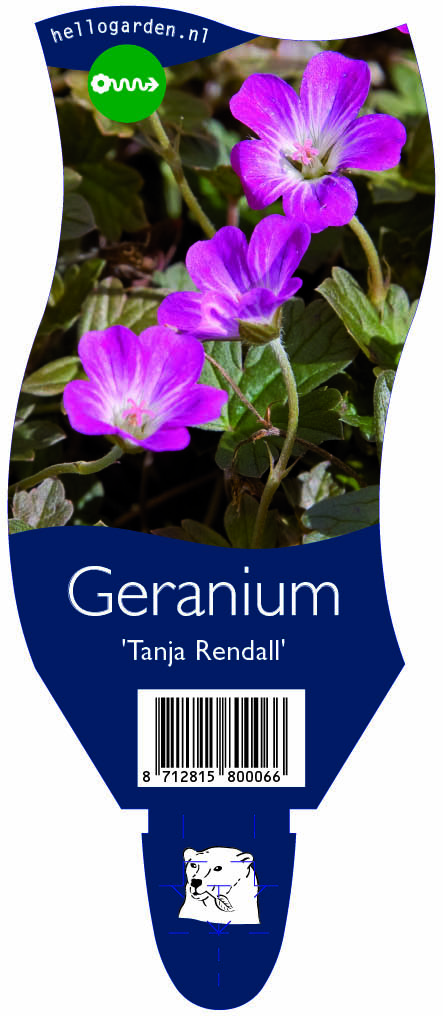 Geranium 'Tanja Rendall' ; P11