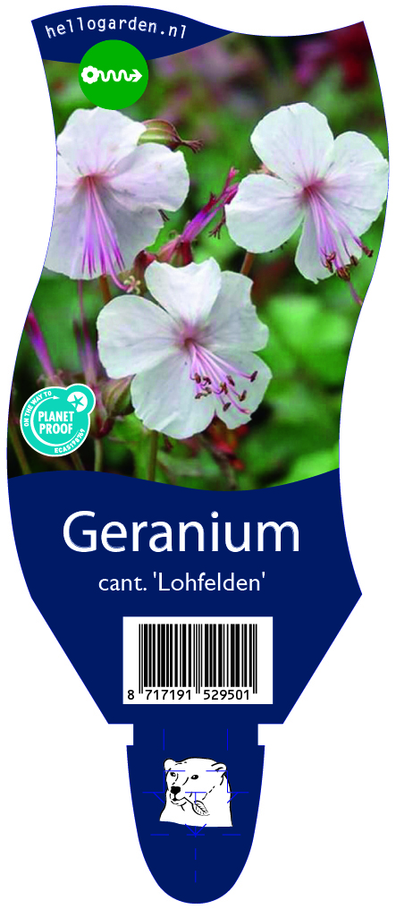Geranium cant. 'Lohfelden' ; P11