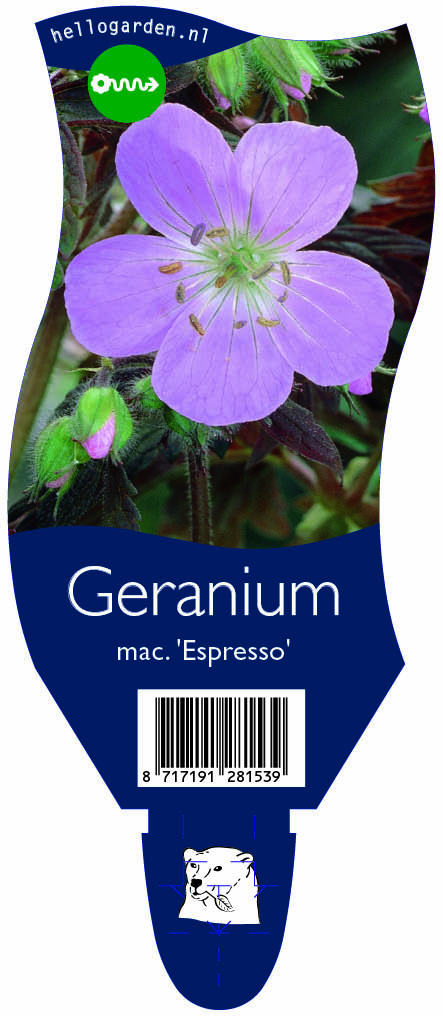 Geranium mac. 'Espresso' ; P11
