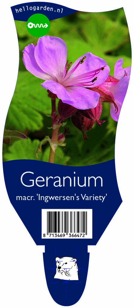 Geranium macr. 'Ingwersen's Variety' ; P11