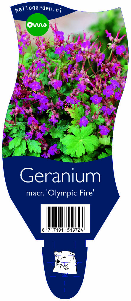 Geranium macr. 'Olympic Fire' ; P11