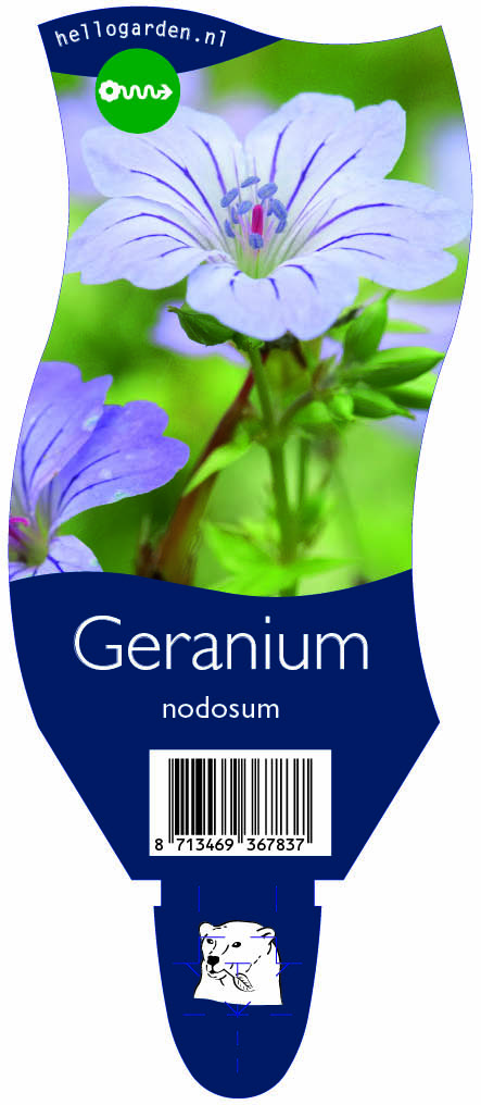 Geranium nodosum ; P11