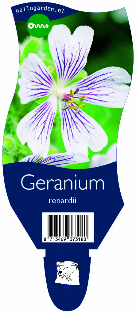 Geranium renardii ; P11