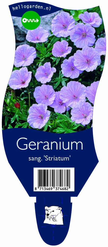 Geranium sang. 'Striatum' ; P11