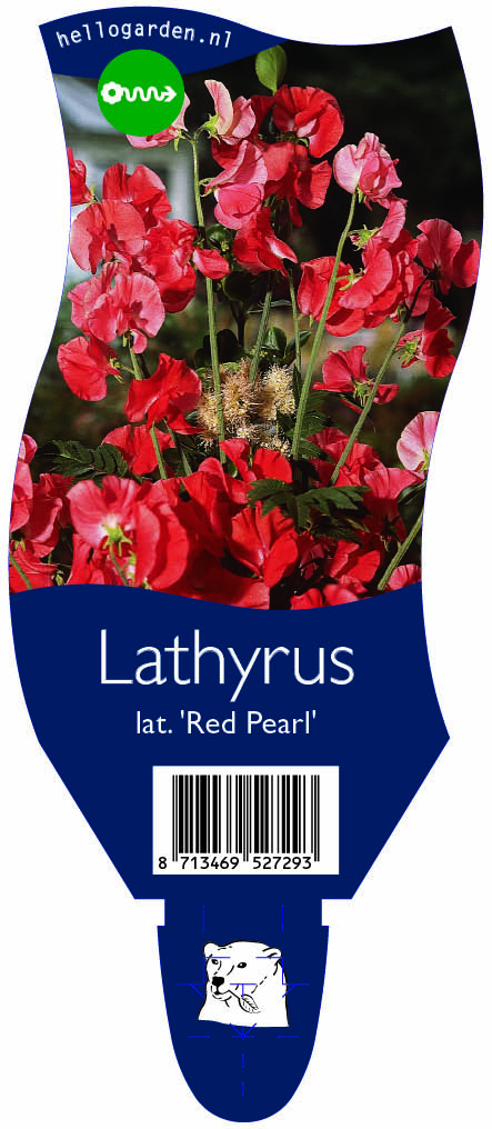 Lathyrus lat. 'Red Pearl' ; P11