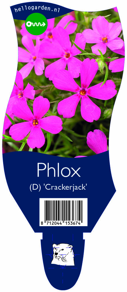Phlox (D) 'Crackerjack' ; P11