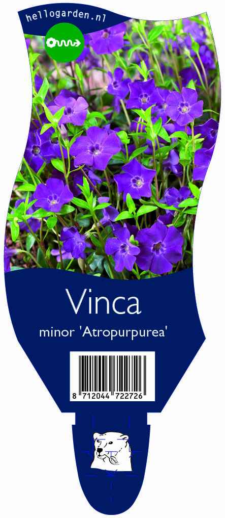 Vinca minor 'Atropurpurea' ; P11