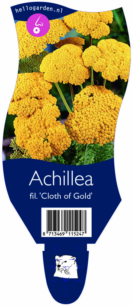 Achillea fil. 'Cloth of Gold' ; P11