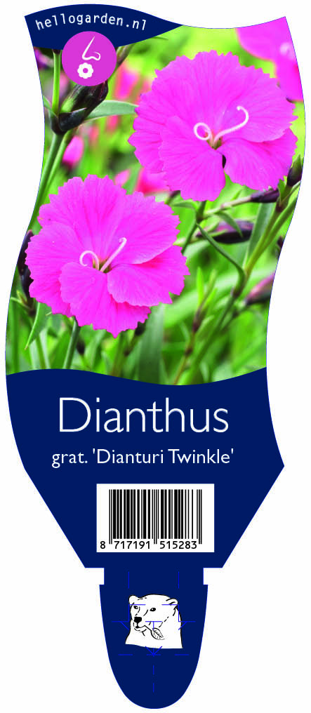 Dianthus grat. 'Dianturi Twinkle' ; P11