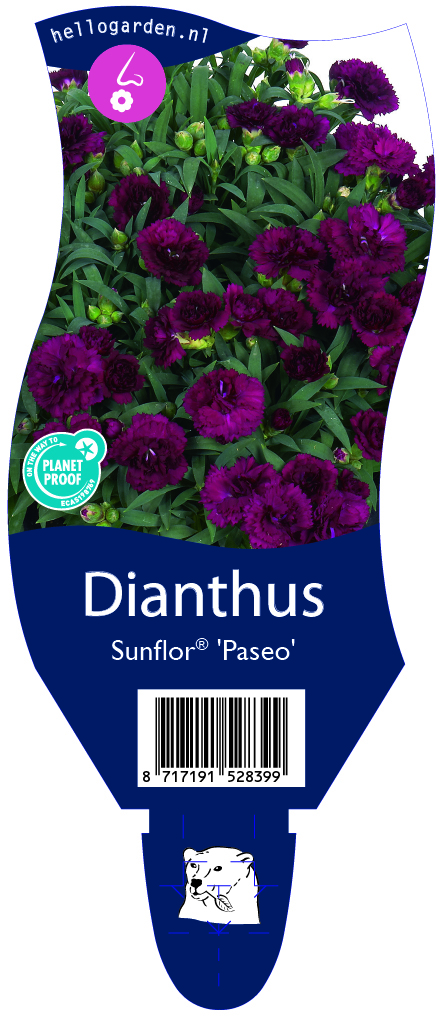 Dianthus Sunflor® 'Paseo' ; P11