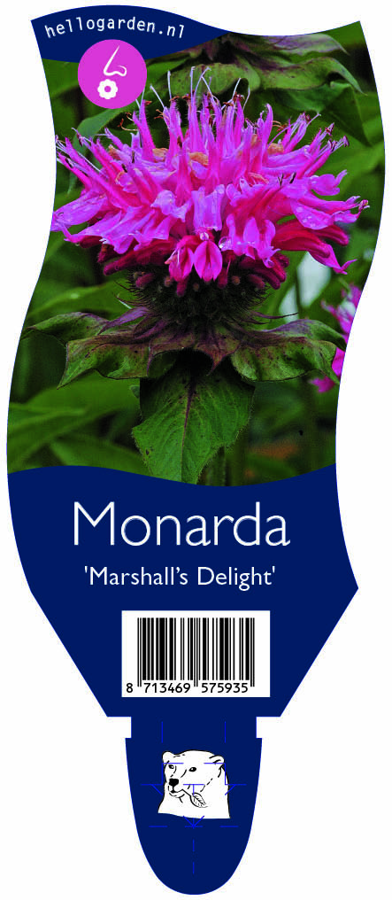 Monarda 'Marshall’s Delight' ; P11
