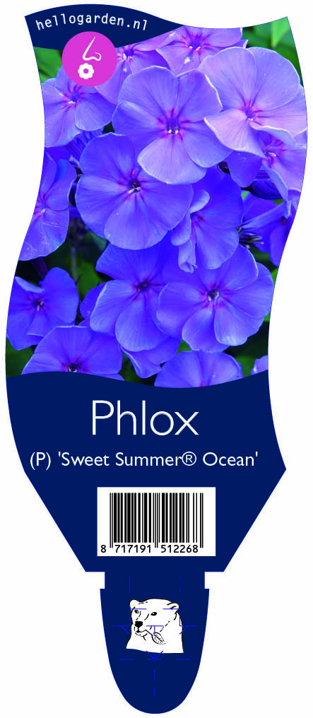 Phlox (P) 'Sweet Summer® Ocean' ; P11