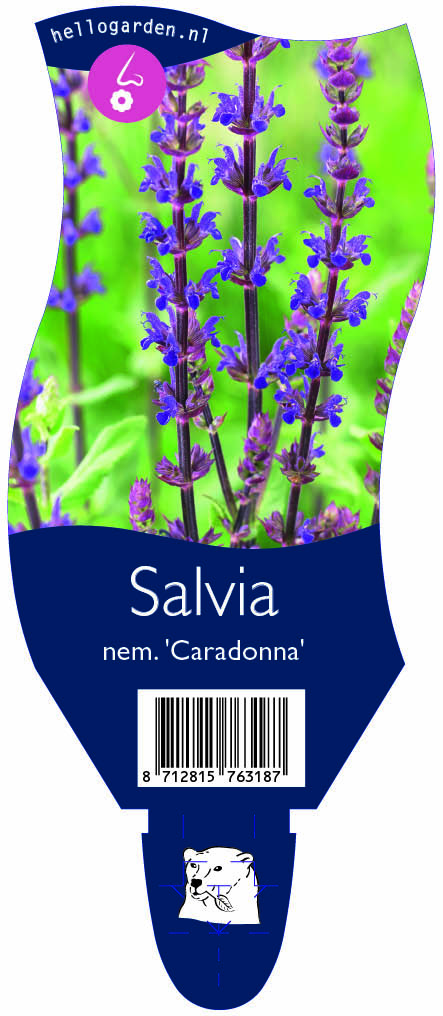 Salvia nem. 'Caradonna' ; P11