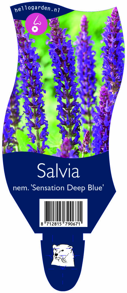 Salvia nem. 'Sensation Deep Blue' ; P11