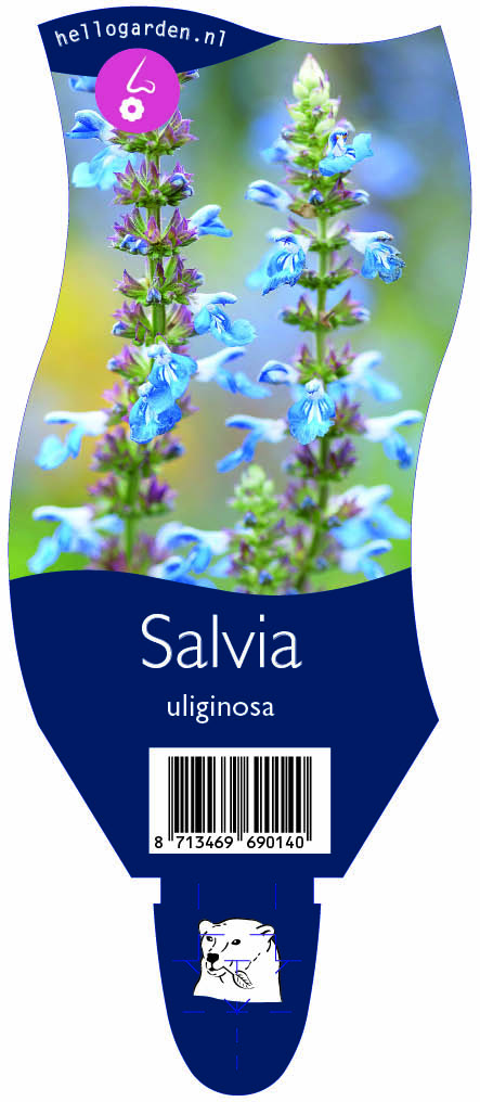 Salvia uliginosa ; P11