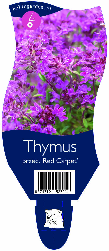Thymus praec. 'Red Carpet' ; P11