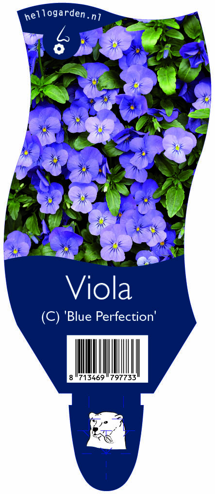 Viola (C) 'Blue Perfection' ; P11