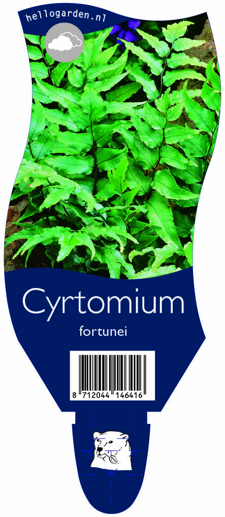 Cyrtomium fortunei ; P11