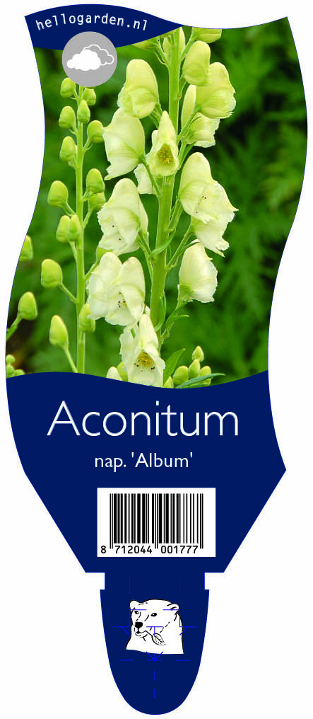 Aconitum nap. 'Album' ; P11