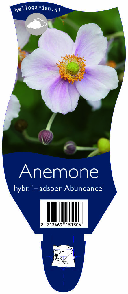 Anemone hybr. 'Hadspen Abundance' ; P11