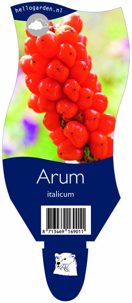Arum italicum ; P11