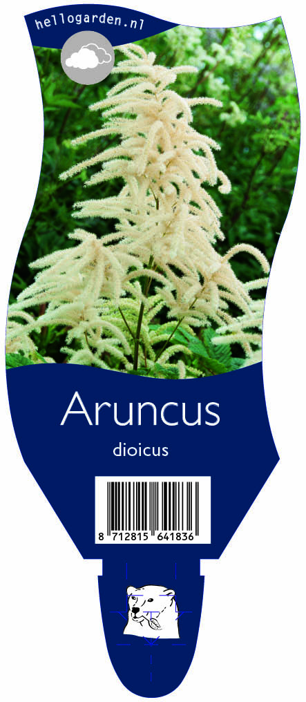 Aruncus dioicus ; P11