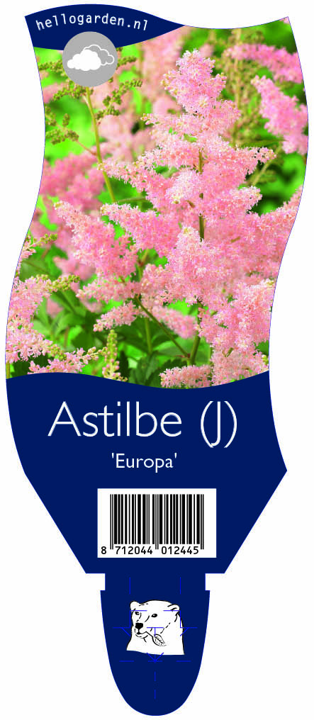 Astilbe (J) 'Europa' ; P11