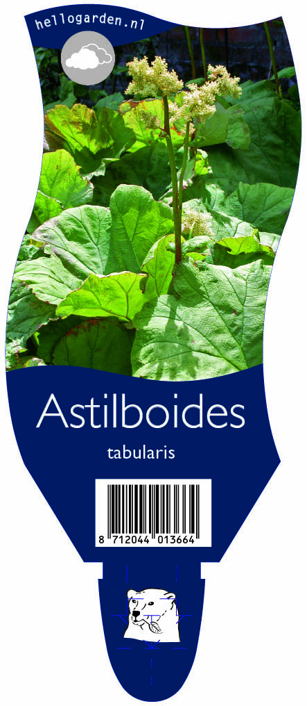 Astilboides tabularis ; P11