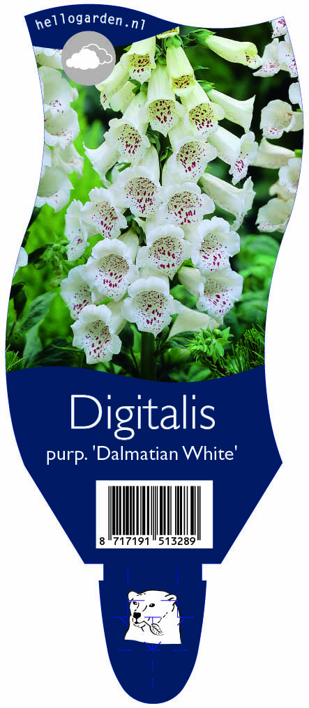 Digitalis purp. 'Dalmatian White' ; P11